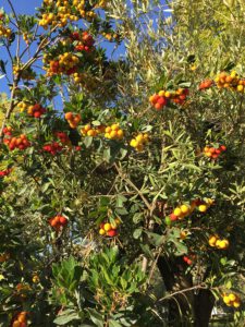 LA-CAVA-Arbutus-unedo