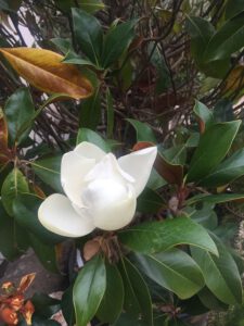 LA-CAVA-Magnolia-grandiflora